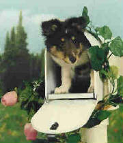 puppy_mailsheltie.jpg
